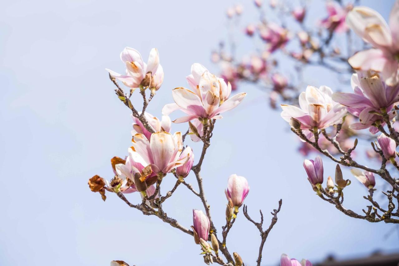 그레베 인 키안티 La Magnolia B&B 외부 사진